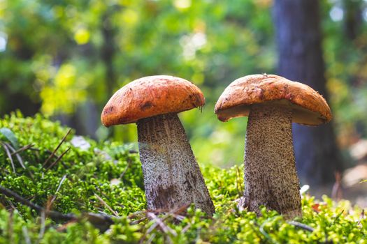 Two boletus edulis mushroom grow in wood. Orange cap mushrooms in forest