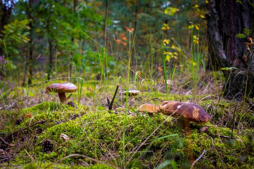 Edible mushrooms in nature. Cep mushrooms food. Boletus growing in wild nature