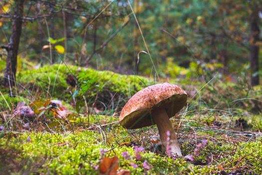 Big brown cap edible mushrooms grows in wood. Cep mushrooms food. Boletus growing in wild nature