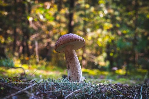 Edible thin mushroom grow in forest. Royal cep mushrooms food. Boletus growing in wild nature