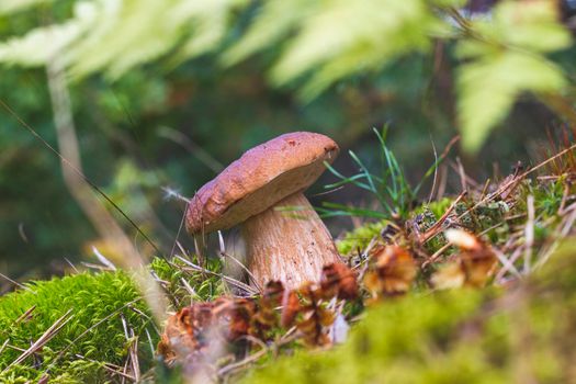 Small brown cap edible mushrooms grows in moss. Cep mushrooms food. Boletus growing in wild nature