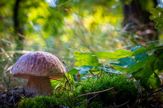 Edible porcini mushroom grow in forest. Royal cep mushrooms food. Boletus growing in wild nature