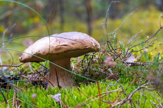 Big brown cap edible mushrooms grows in moss. Cep mushrooms food. Boletus growing in wild nature