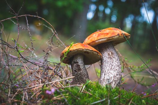 Two boletus edulis mushrooms and forest glade. Orange cap mushrooms in forest