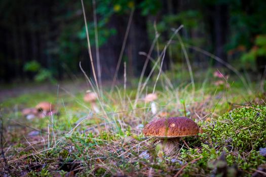 Mushrooms gows on natural forest moss. Cep mushrooms food. Boletus growing in wild nature