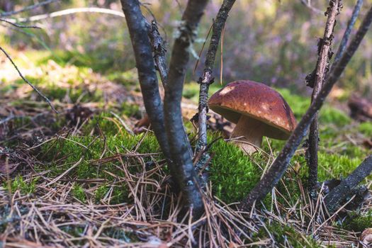 One brown cap edible mushrooms grows in moss. Cep mushrooms food. Boletus growing in wild nature