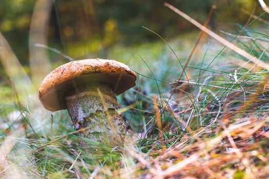 Edible boletus mushroom in wood. Wide thick Leccinum mushroom growing in wild wood