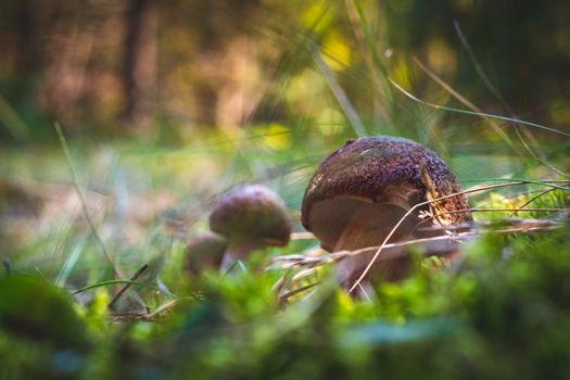 Three edible porcini mushrooms grow in forest. Royal cep mushrooms food. Boletus growing in wild nature