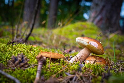 Mushrooms gowing on forest glade. Cep mushrooms food. Boletus growing in wild nature