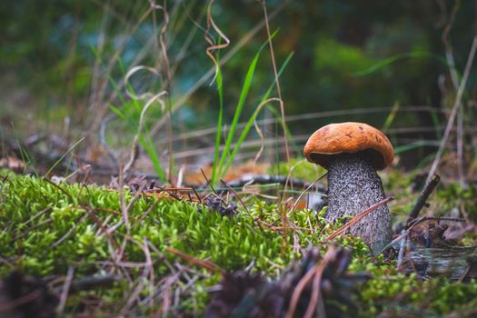 Boletus edulis mushroom grow in forest. Orange cap mushrooms in wood