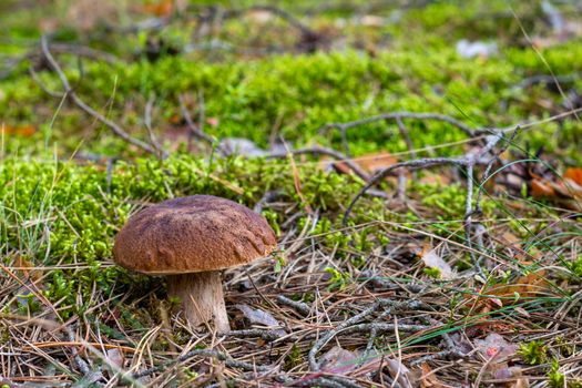 Edible mushroom on natural forest glade. Royal cep mushrooms food. Boletus growing in wild nature