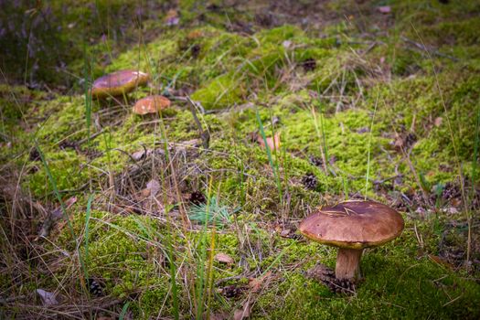 Edible mushrooms in wood. Cep mushrooms food. Boletus growing in wild nature