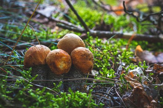 Family of boletus edulis mushrooms in wood Wide thick Leccinum mushroom growing in wild forest