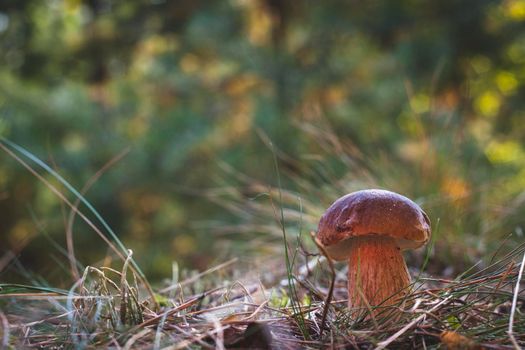 Edible cep mushroom grow in coniferous forest. Royal cep mushrooms food. Boletus growing in wild nature