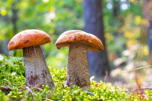 Two boletus edulis mushrooms grow in forest Orange cap mushrooms in wood