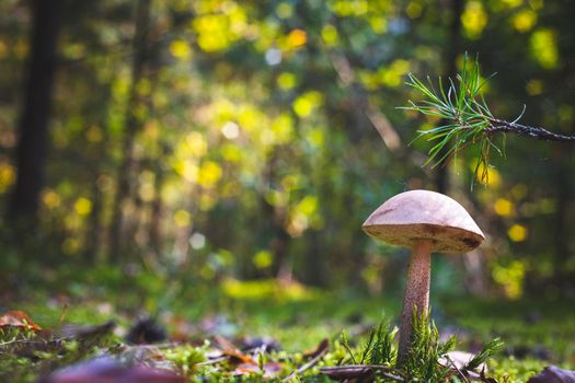 Boletus edulis mushroom grow in forest. Brown cap mushrooms in wood