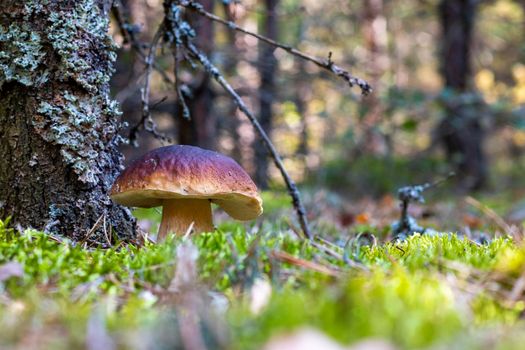 One brown cap edible mushrooms grows in nature. Cep mushrooms food. Boletus growing in wild nature