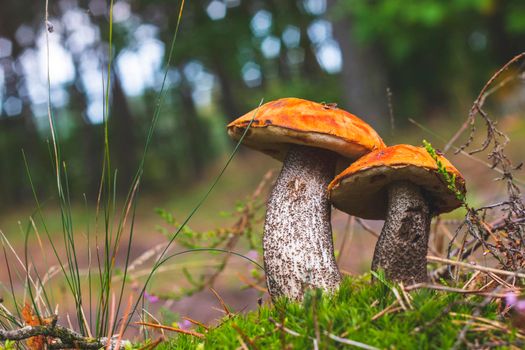 Two boletus edulis mushrooms grows. Orange cap mushrooms in forest