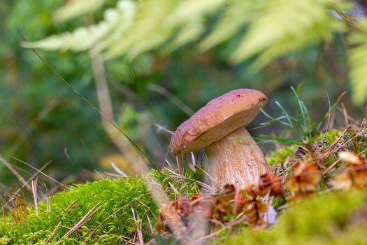 Small brown cap edible mushrooms grows in wood. Cep mushrooms food. Boletus growing in wild nature