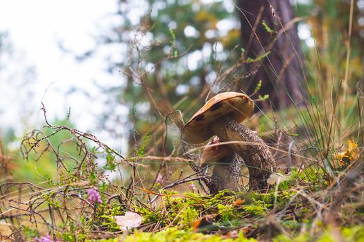 Two boletus edulis mushrooms in forest. Orange cap mushrooms in forest