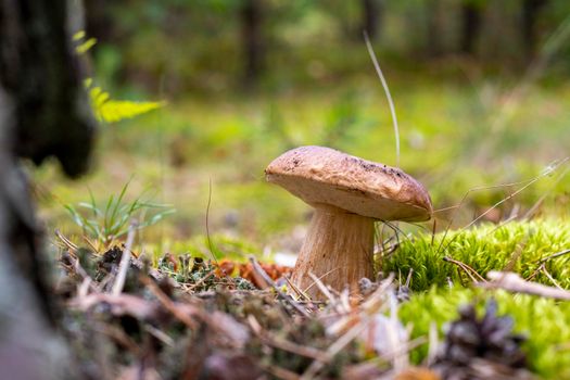 Small brown cap edible mushrooms in moss. Cep mushrooms food. Boletus growing in wild nature