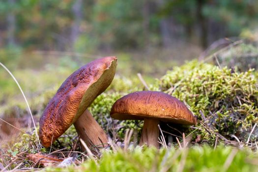 Two edible mushrooms in forest glade moss. Royal cep mushrooms food. Boletus growing in wild nature