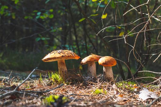 Three boletus edulis mushrooms grow in wood. Orange cap mushrooms in forest