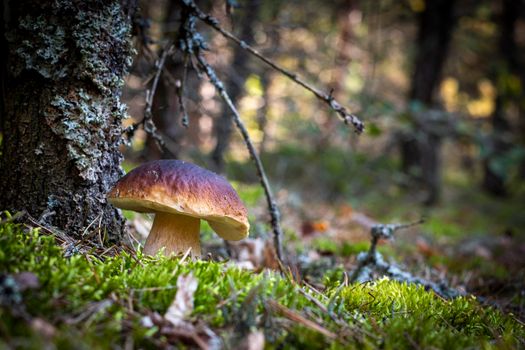 One brown cap edible mushrooms grows in wood. Cep mushrooms food. Boletus growing in wild nature