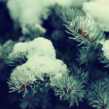 Winter nature colorful background. Snowy twig on a tree.