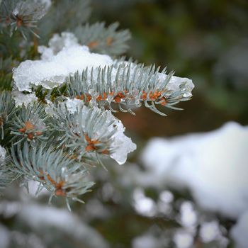 Winter nature colorful background. Snowy twig on a tree.