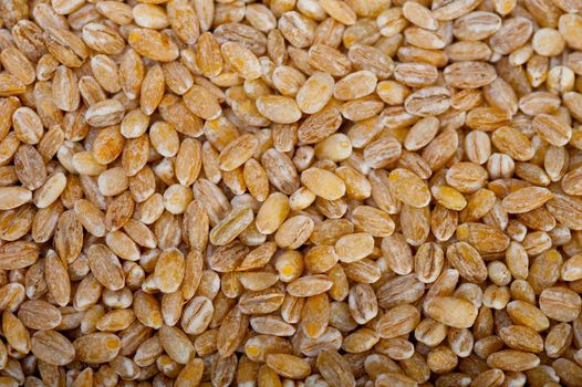 organic wheat grains  over rustic wood table macro closeup