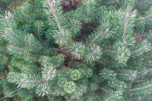 branches of a fir-tree in a forest, symbol of New Year, Christmas background