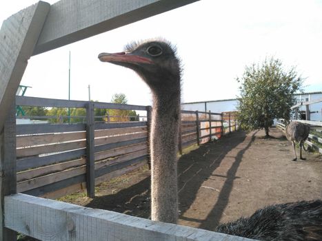 The head of an ostrich. Big domestic ostrich in the poultry yard. Close-up portrait of big curious ostrich on blue sky background.