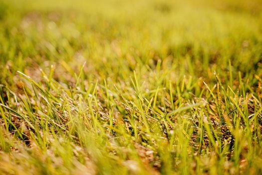 Close up of freshly cutting grass on the green lawn or field with sun beam, soft focus, free space.