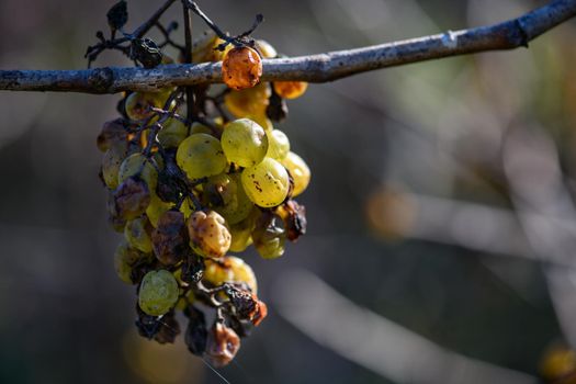 On an old vine there is still a grapevine, which is already dark in autumn colors.