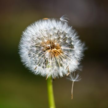 A single withered dandelion flower against an undefined and blurred green background in the warm sunlight.