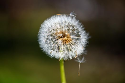 A single withered dandelion flower against an undefined and blurred green background in the warm sunlight.