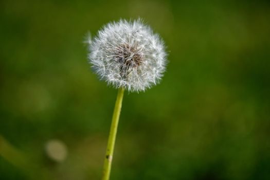 A single withered dandelion flower against an undefined and blurred green background in the warm sunlight.