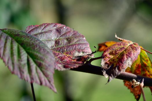 On an old vine there is still a leaf that is already dark in autumn colors.