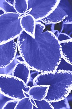 Background from leaves close-up in color Very Peri. Demonstrating the colors of 2022 - Very Peri