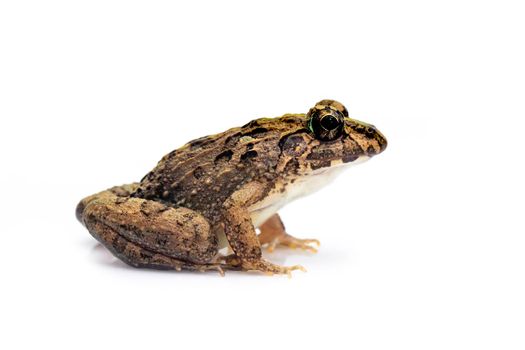 Image of brown frog isolated on white background. Pelophylax ridibundus. Animal. Amphibians