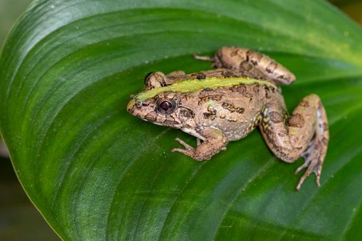 Image of brown frog on green leaves. Pelophylax ridibundus. Animal. Amphibians.