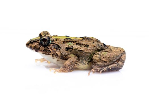 Image of brown frog isolated on white background. Pelophylax ridibundus. Animal. Amphibians