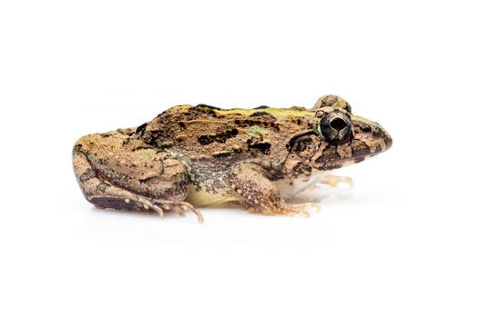 Image of brown frog isolated on white background. Pelophylax ridibundus. Animal. Amphibians