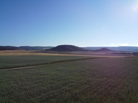 Green wheat field in countryside, close up. Field of wheat blowing in the wind at sunny spring day. Young and green Spikelets. Ears of barley crop in nature. Agronomy, industry and food production