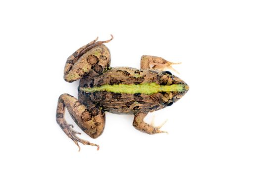 Image of brown frog isolated on white background. Pelophylax ridibundus. Animal. Amphibians