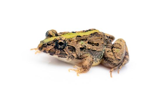 Image of brown frog isolated on white background. Pelophylax ridibundus. Animal. Amphibians