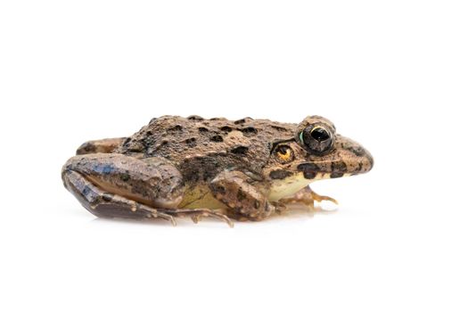 Image of brown frog isolated on white background. Pelophylax ridibundus. Animal. Amphibians