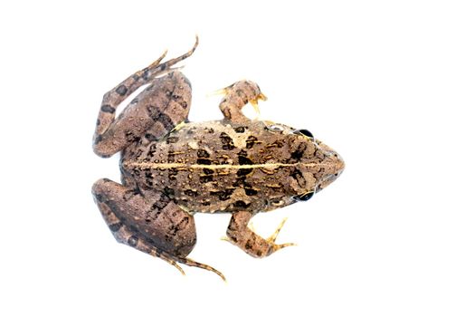 Image of brown frog isolated on white background. Pelophylax ridibundus. Animal. Amphibians