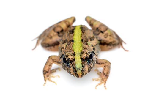 Image of brown frog isolated on white background. Pelophylax ridibundus. Animal. Amphibians